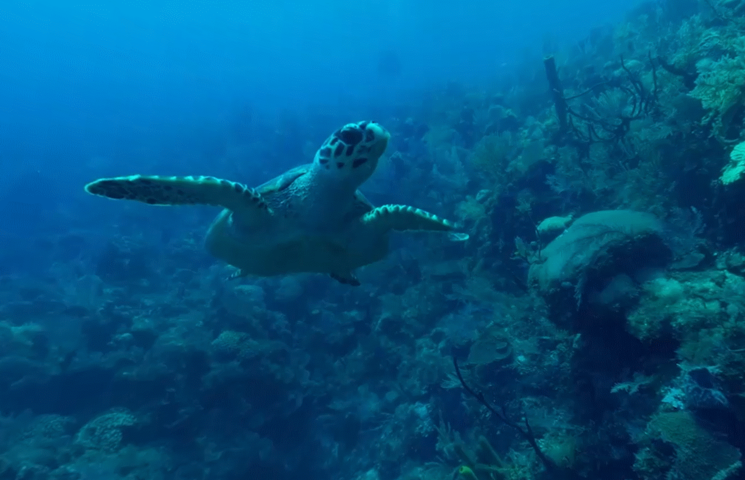 underwater_03-2