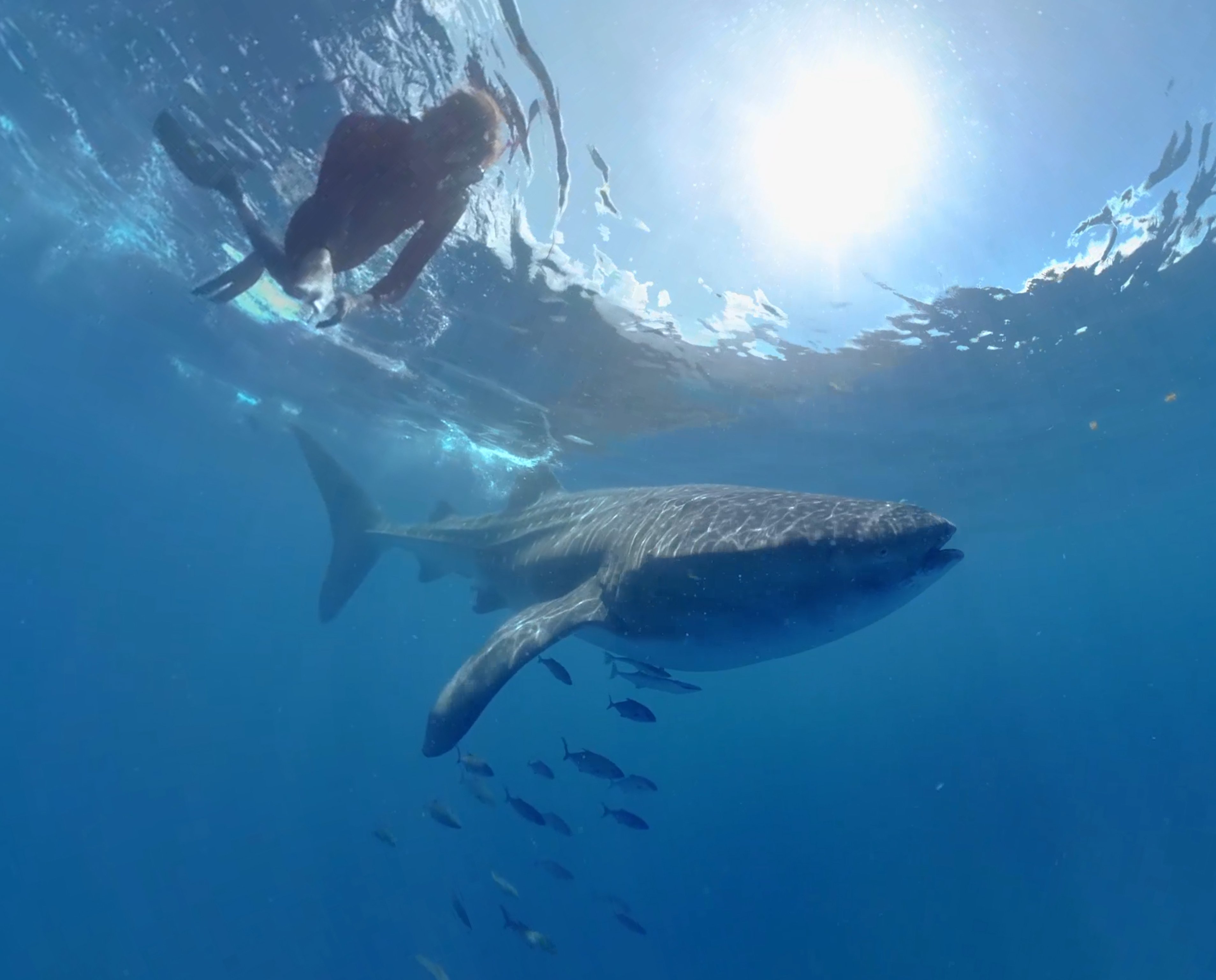 whale